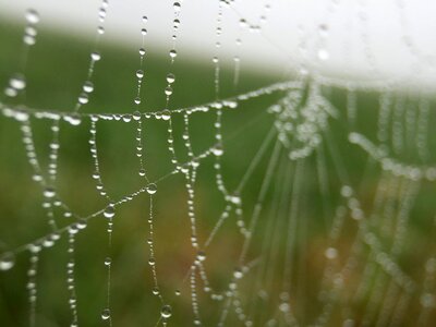 Depth dew macro photo