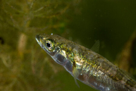 Threespine stickleback-1