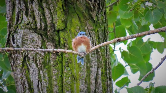 Easter Bluebird photo