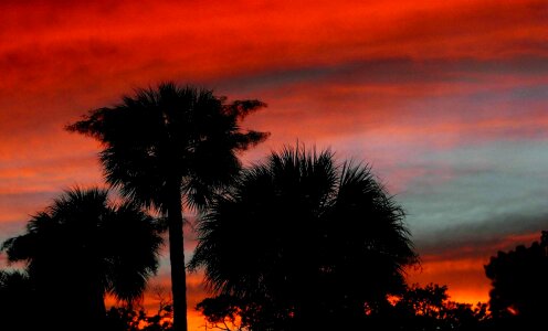 Red sky trees