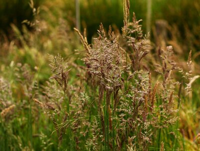 Landscape spike green