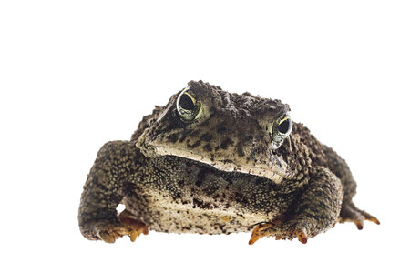 Woodhouse toad-2 photo
