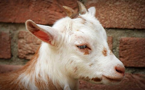 Animal brick cute