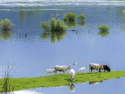 Mammals large nature photo