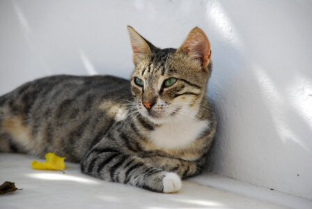Kitten cats grey