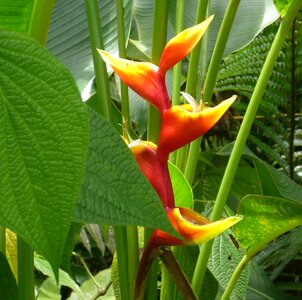 Yellow heliconia bihai rainforest