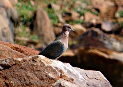 Little brown dove spilopelia senegalensis avian