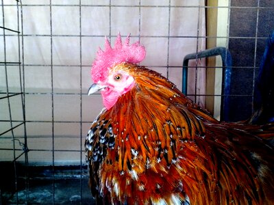 Bantam bird chicken photo