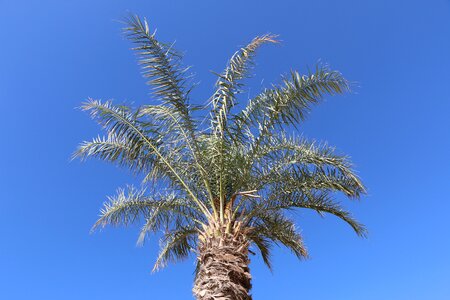 Palm trees beach holiday destination photo