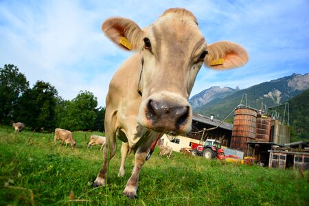 Cattle calf beef