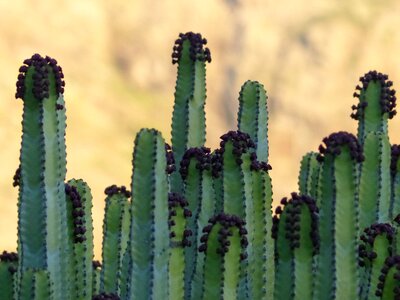 Spurge euphorbia spurge family