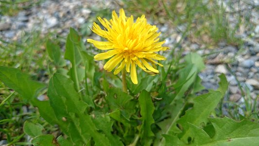 Roadside spring flower flowers