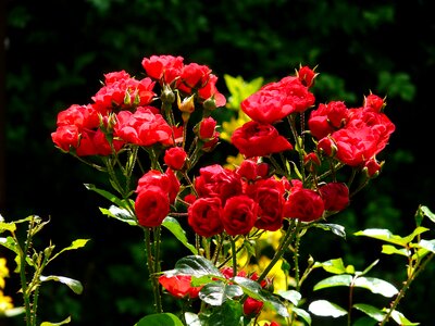 Rose roses backlighting