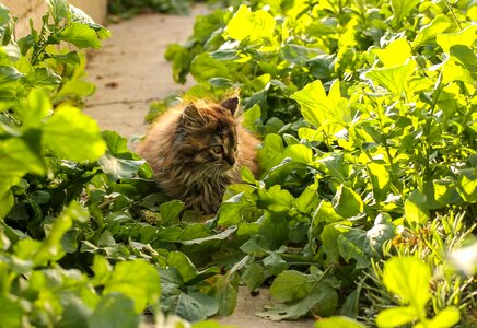 Animal cat domestic cat