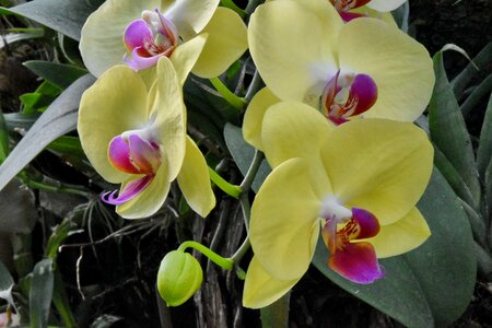 Orchid petal garden