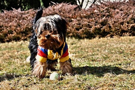 Puppies ball outfit