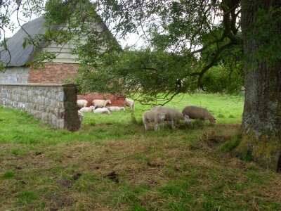 Animal mammal farming