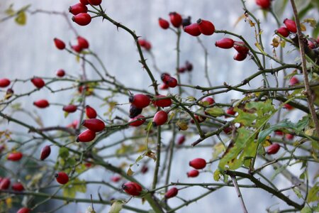 Tree red berries photo