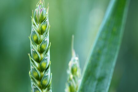 Corn countryside crop photo