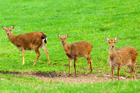 Brown deer field photo