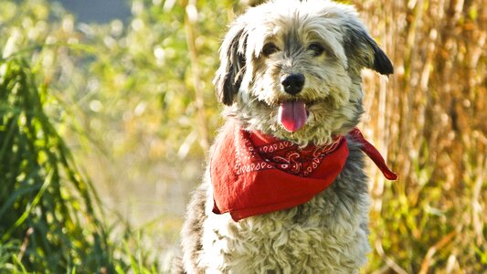 Dog scarf animal photo