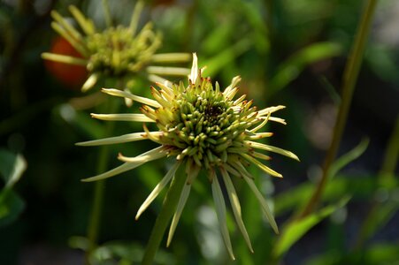 Blossom flora ecology