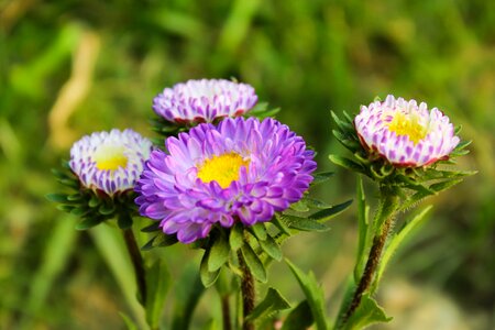 Flower blooming plant photo