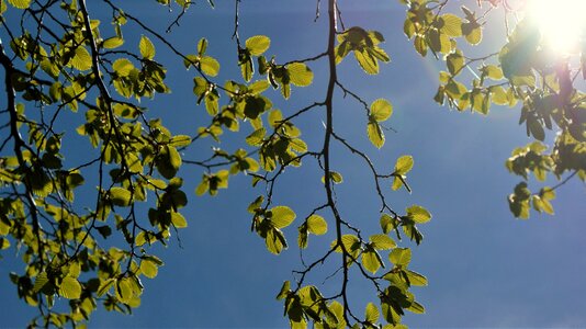 Nature environment branches photo