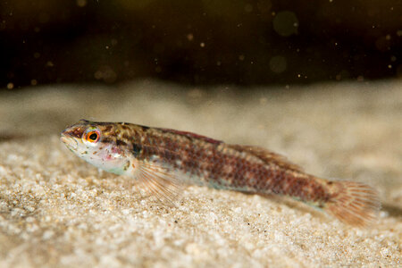 Okaloosa darter-1