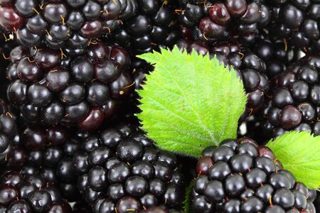 Black blackberry food