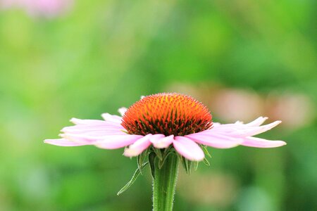 Beautiful Flowers blooming blossom photo