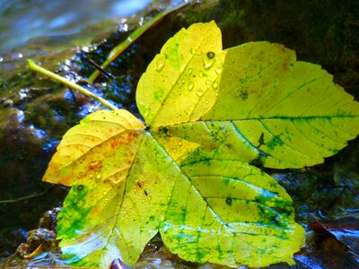 Water autumn maple photo