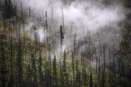 7 Black fog forest photo