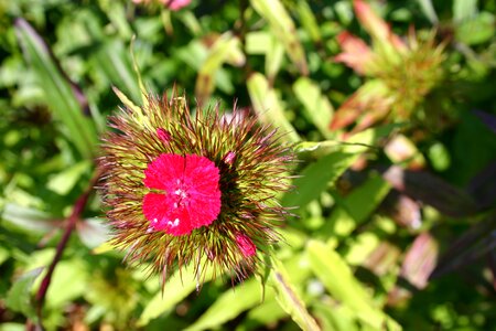 Flora blossom bloom