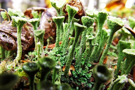 Macro nature foliage