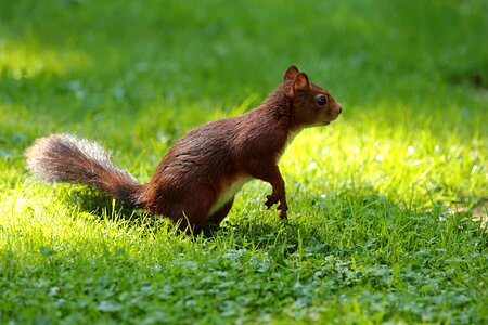 Sciurus foraging garden
