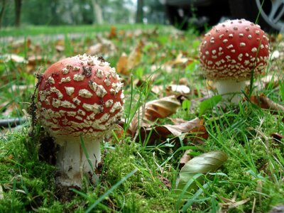 Mushroom nature autumn photo