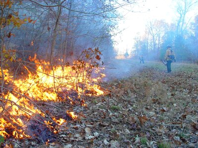 Action burning 