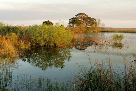 Crescent crops wetland