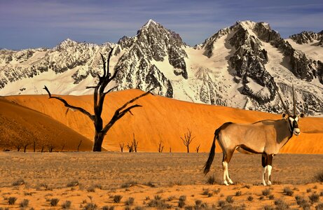Gazelle tree animal