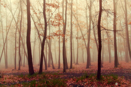 Forest fog photo