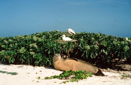 Hawaiian monk seal and Red-footed booby photo