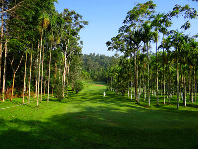 Golf Course with tropical trees in India photo