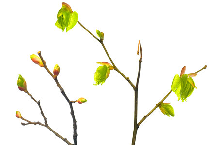 Green Leaves photo