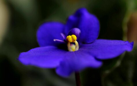 Beautiful Flowers beautiful photo bloom