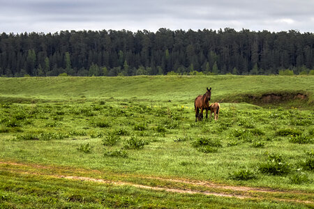 Horse and Young Grazing on Grassland