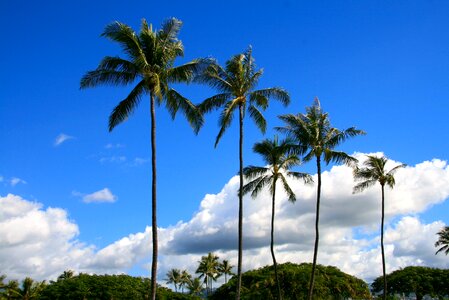 Trees scenery nature photo