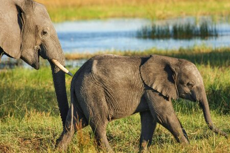 Okavanga delta africa south africa