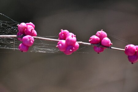 Branches pinkish spider web photo