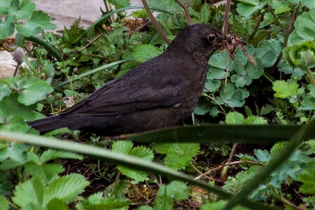 Bird species thrushes